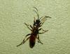 Ichneumon stramentor